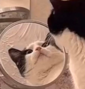 Meet your Posher, Diggitydog33